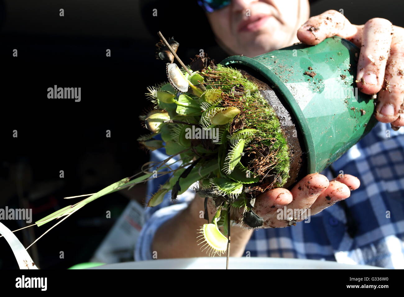 Close up of hand holding Venus Fly Trap avec pot supprimé Banque D'Images