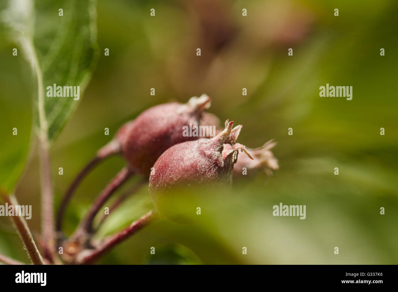 En herbe les pommes à la fin du printemps, le comté de Lancaster, Pennsylvanie, USA Banque D'Images