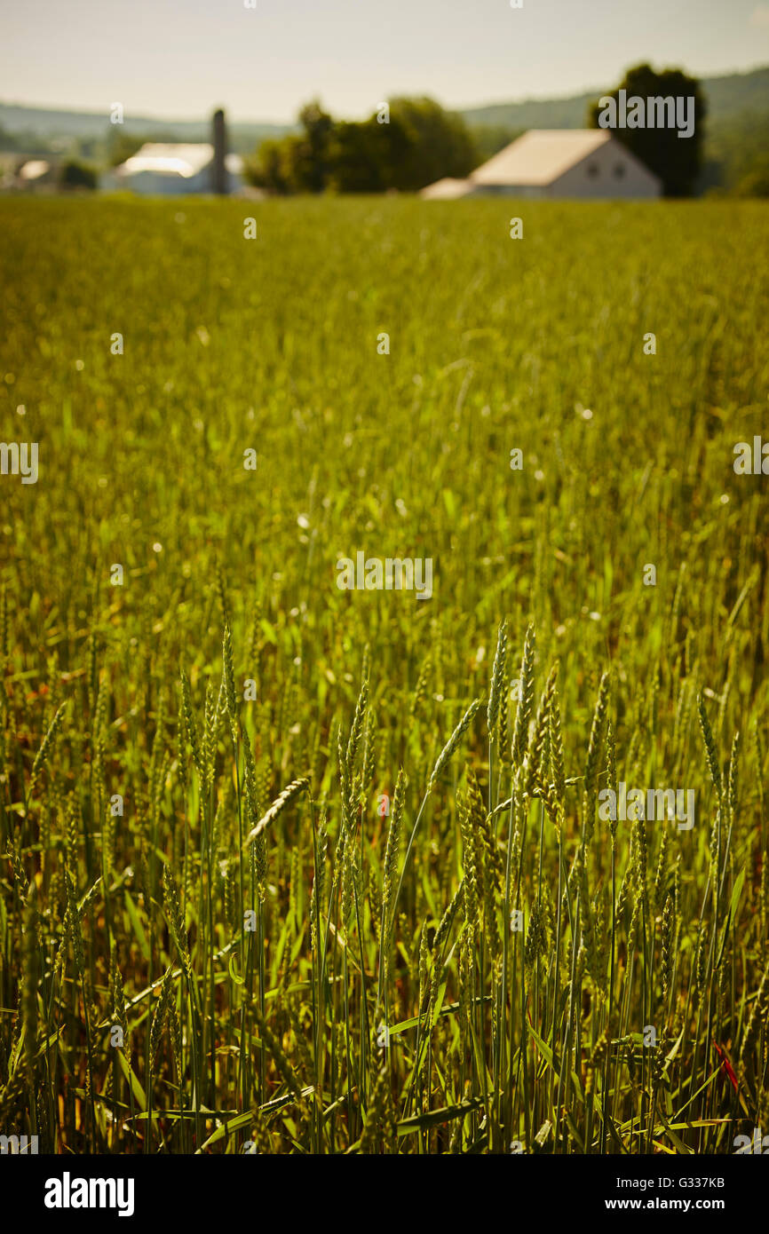 Champ de blé avec une ferme au loin, Amish Country, East Earl, comté de Lancaster, Pennsylvanie, USA Banque D'Images