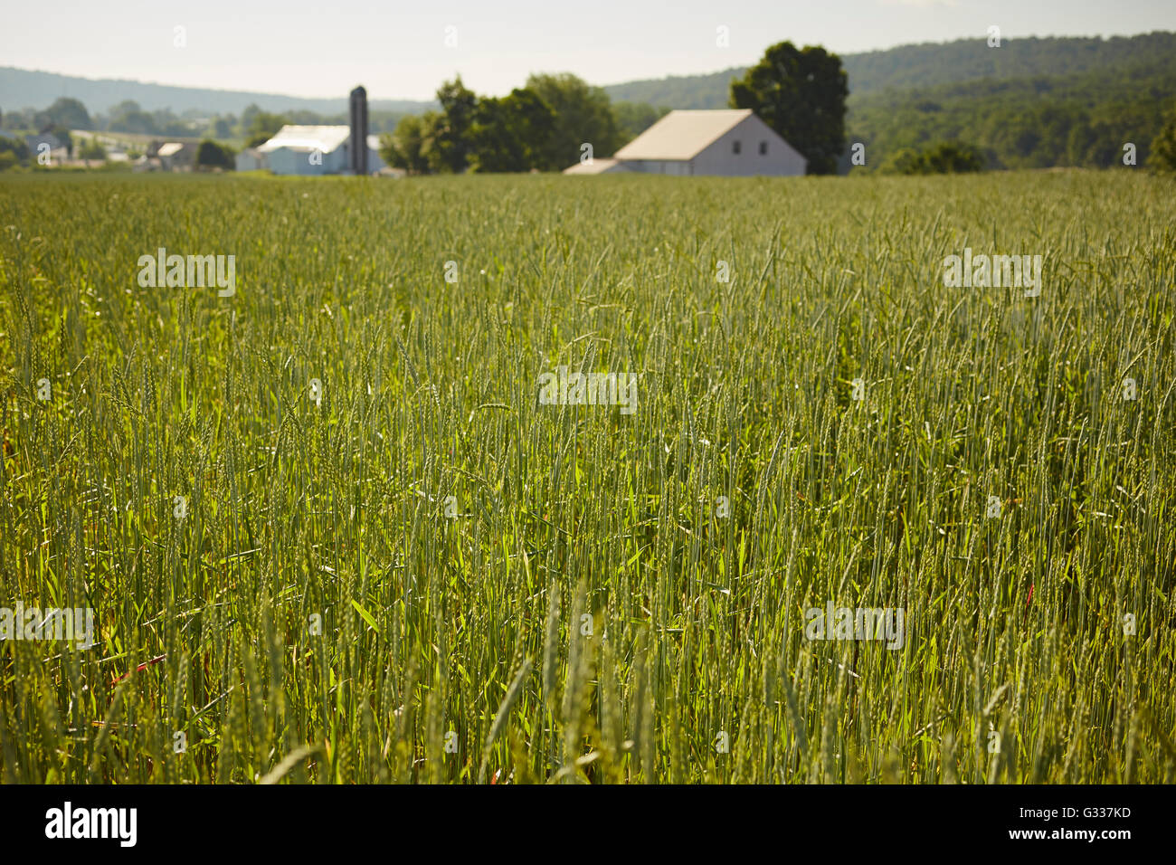 Champ de blé avec une ferme au loin, Amish Country, East Earl, comté de Lancaster, Pennsylvanie, USA Banque D'Images