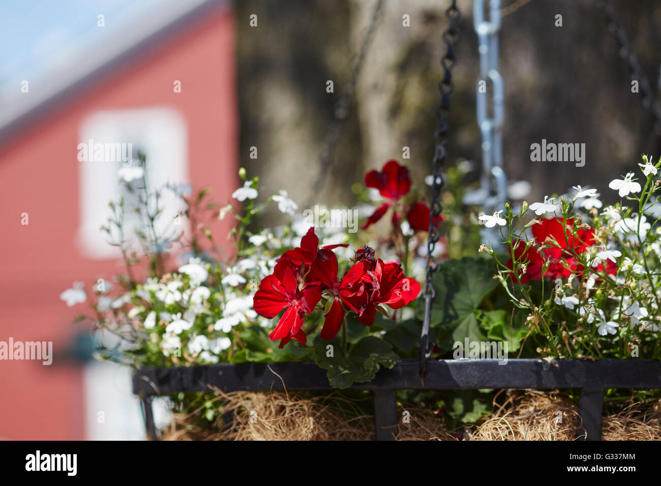 Cache-pot en plein air en fleur, Strasbourg, comté de Lancaster, Pennsylvanie, USA Banque D'Images
