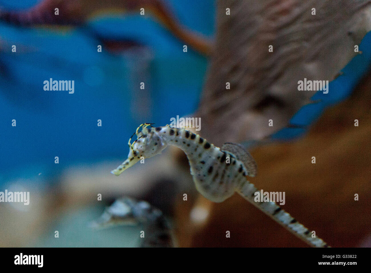 Hippocampes Hippocampus abdominalis Potbellied est trouvé en Australie et en Nouvelle-Zélande. Banque D'Images