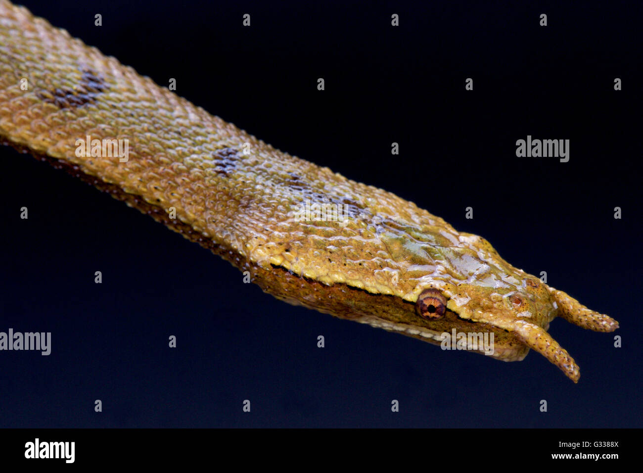 Rhizodontida tentaculatum Tentacled (serpent) Banque D'Images