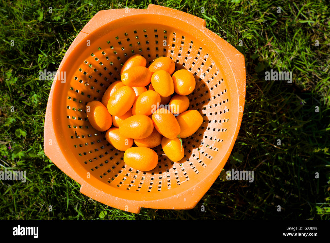 Les fruits kumquat au Royaume-Uni fraîchement récolté Banque D'Images