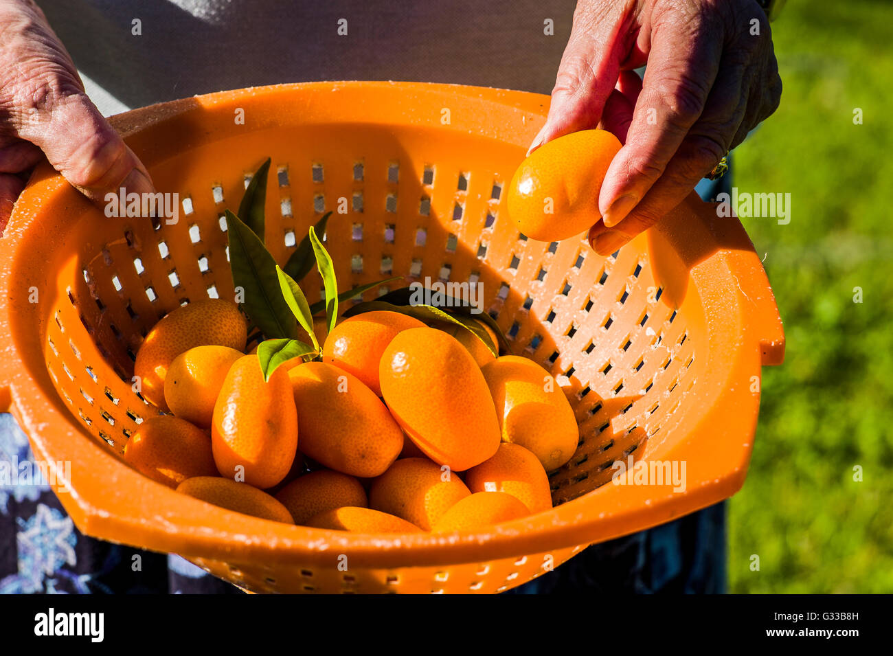Les fruits kumquat au Royaume-Uni fraîchement récolté Banque D'Images