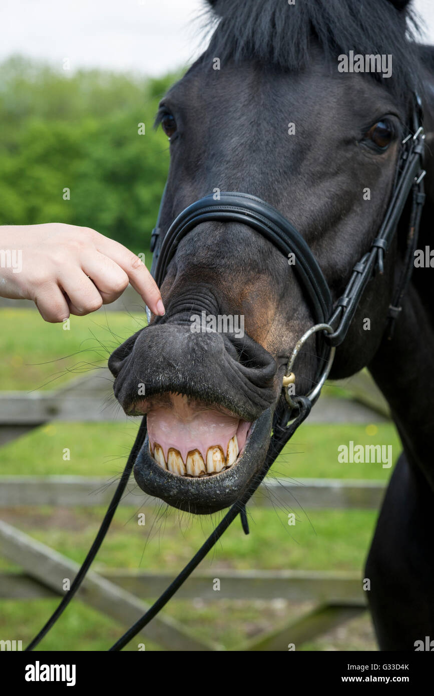 The Bay horse ayant son nez chatouillé et élever sa lèvre supérieure pour révéler des dents. Banque D'Images