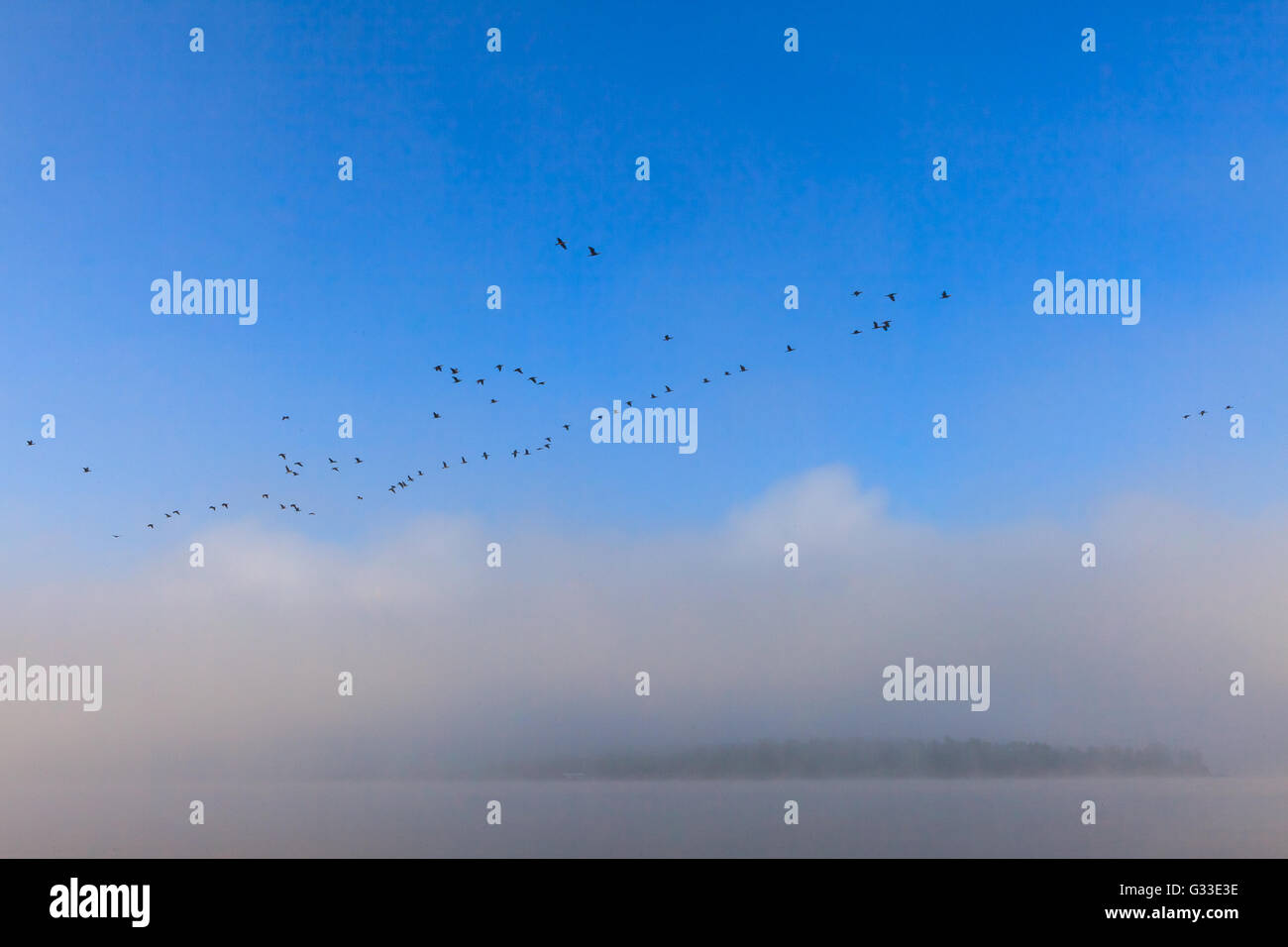 Wedge Swan sur Volga. Misty début matin nature paysage en campagne russe. Banque D'Images