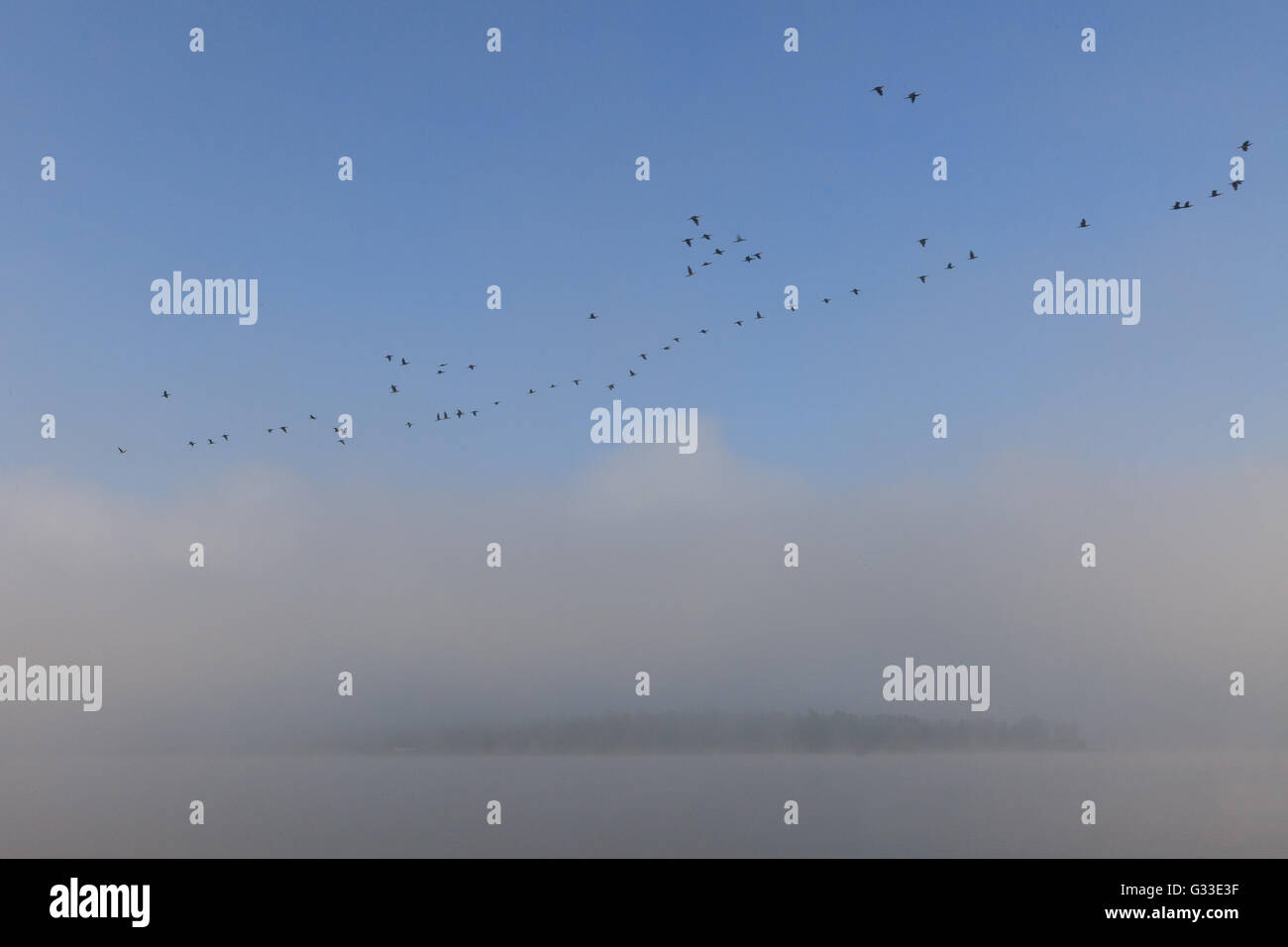 Wedge Swan sur Volga. Misty début matin nature paysage en campagne russe. Banque D'Images