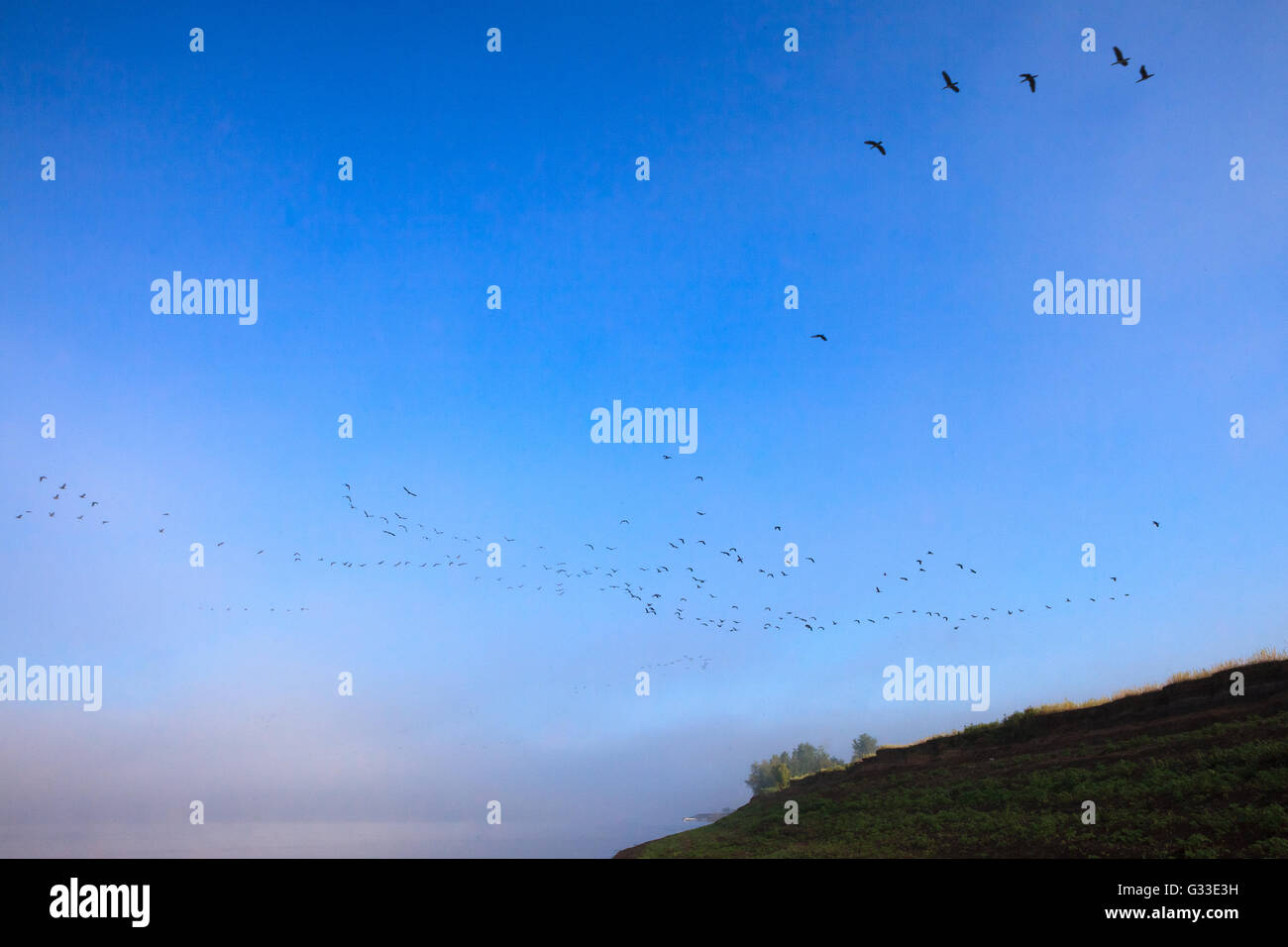 Wedge Swan sur Volga. Misty début matin nature paysage en campagne russe. Banque D'Images
