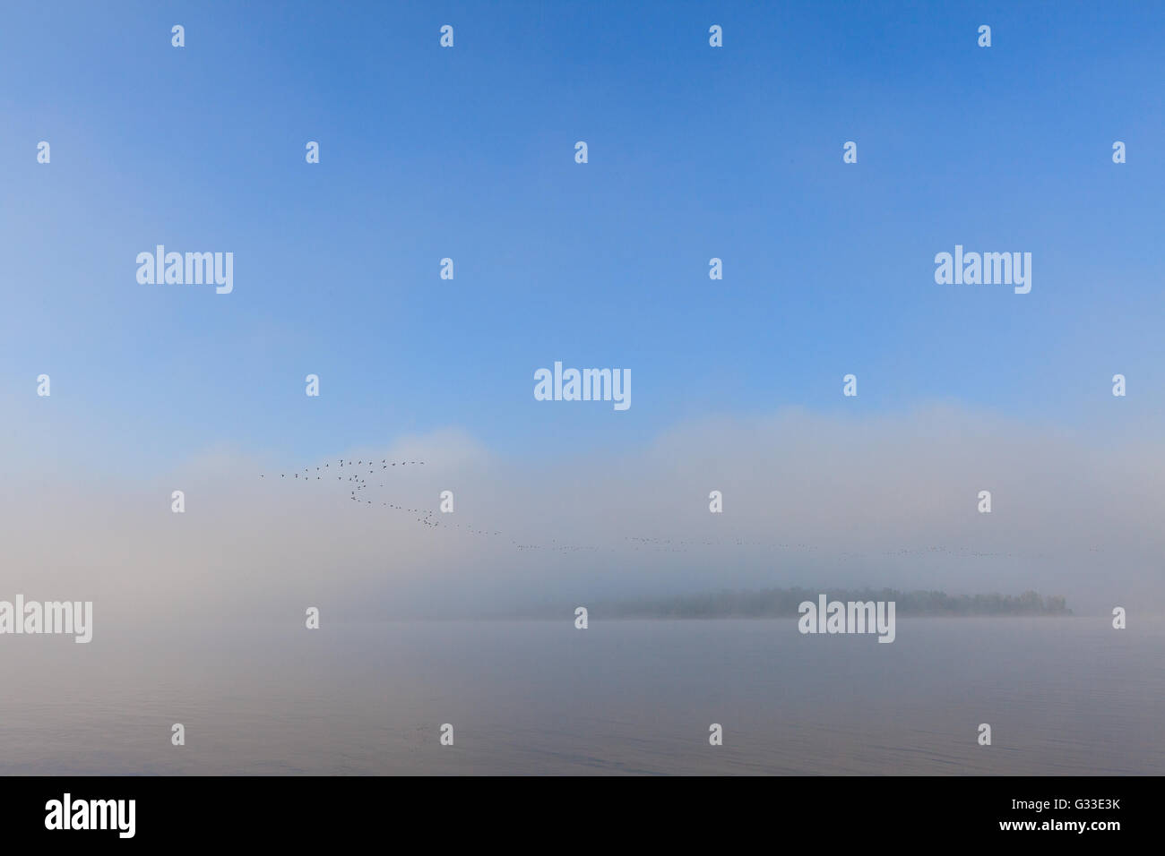 Wedge Swan sur Volga. Misty début matin nature paysage en campagne russe. Banque D'Images