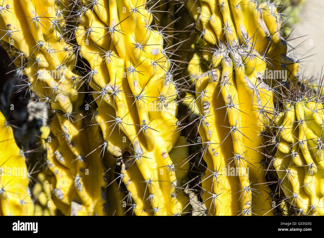 Détail de la colonne (cactus Cereus uruguayanus) Banque D'Images