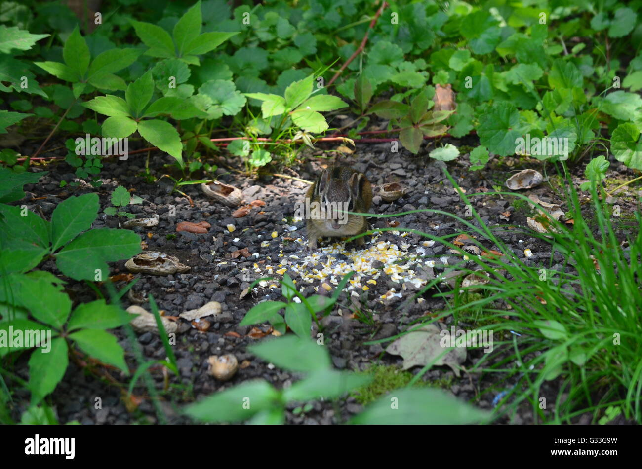 La consommation de maïs concassé Chipmunk Banque D'Images