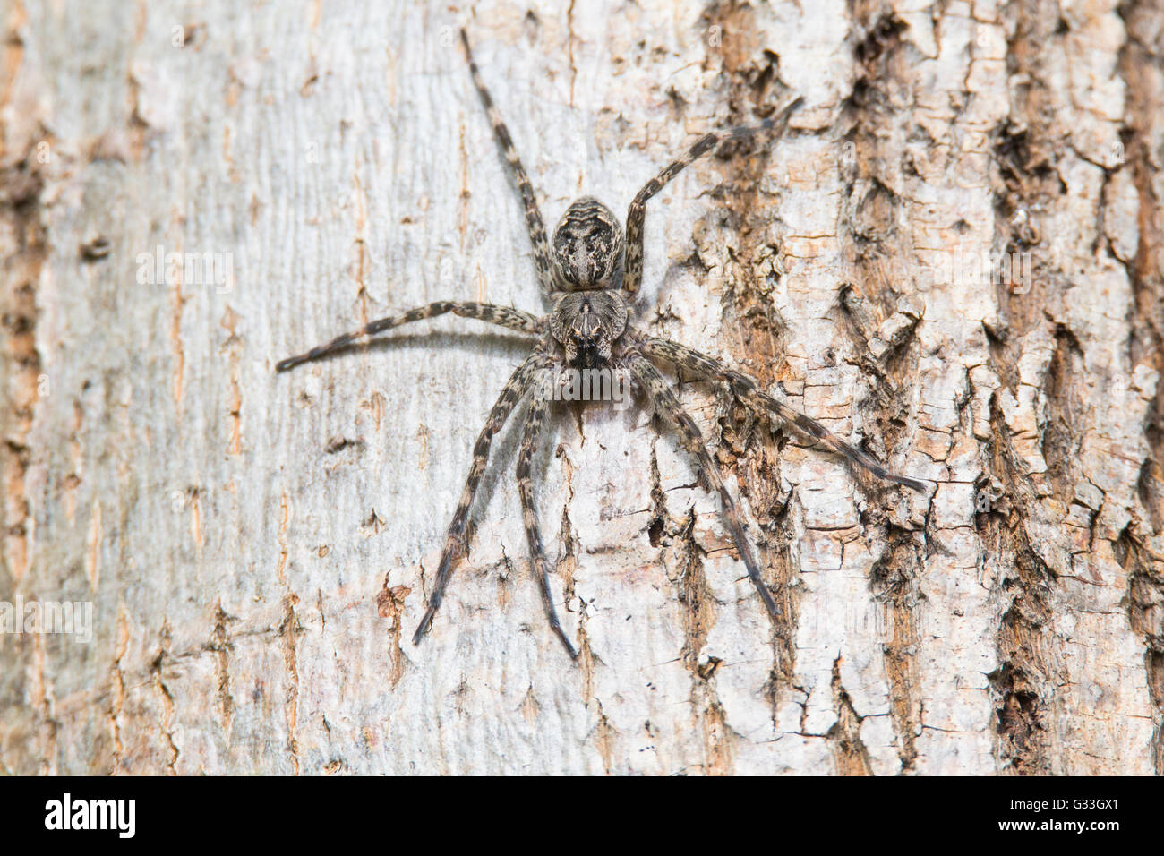Pêche foncé (araignées dolomedes tenebrosus) prêt pour l'attaque camouflée sur l'écorce des arbres. Banque D'Images