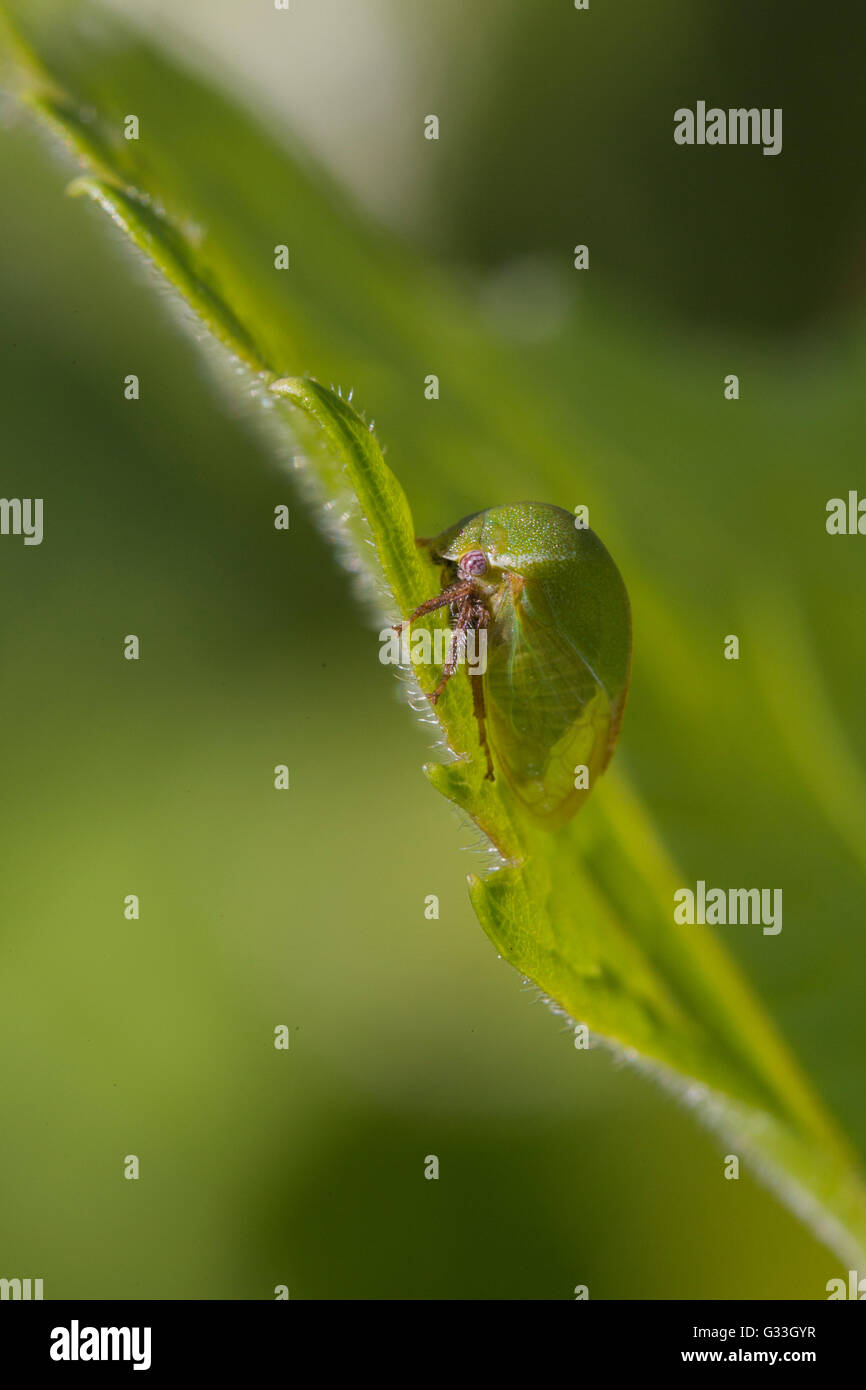 Treehopper Stictocephala bisonia (Buffalo) Banque D'Images