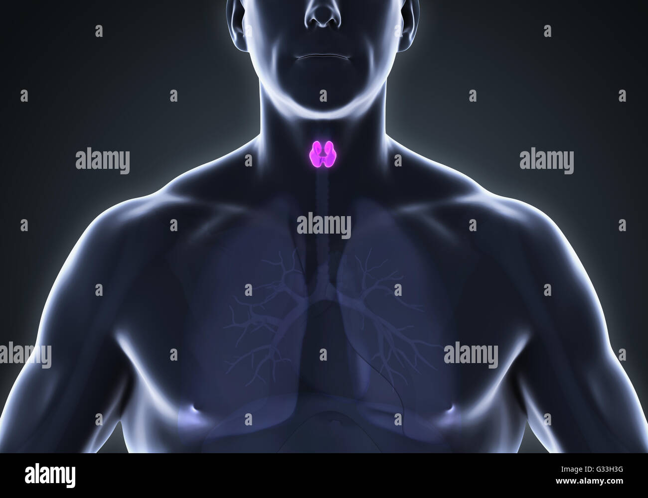 Les droits de l'anatomie de la glande thyroïde Banque D'Images