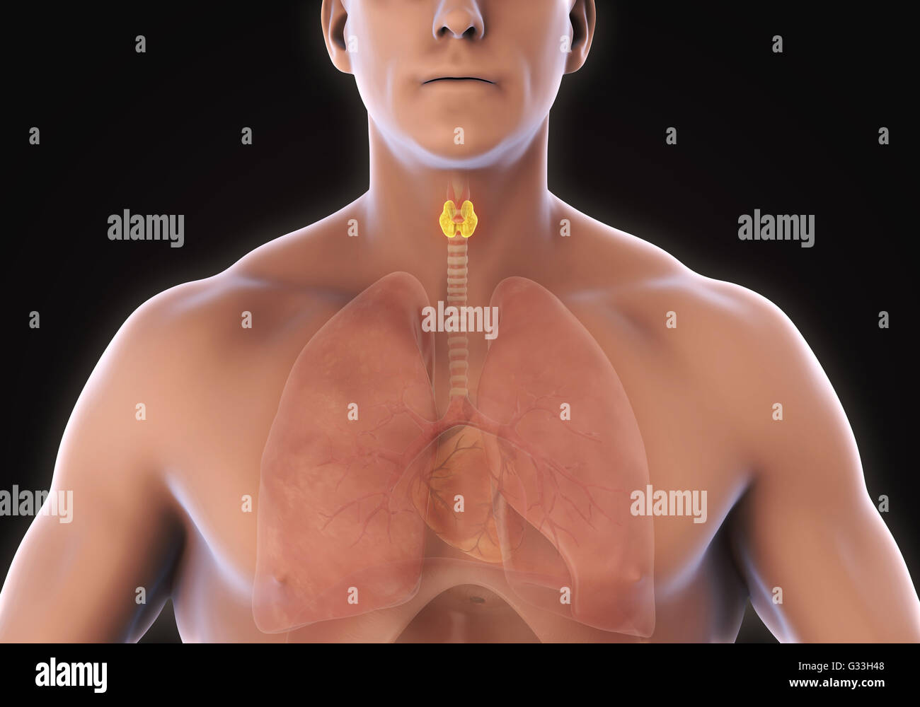 Les droits de l'anatomie de la glande thyroïde Banque D'Images