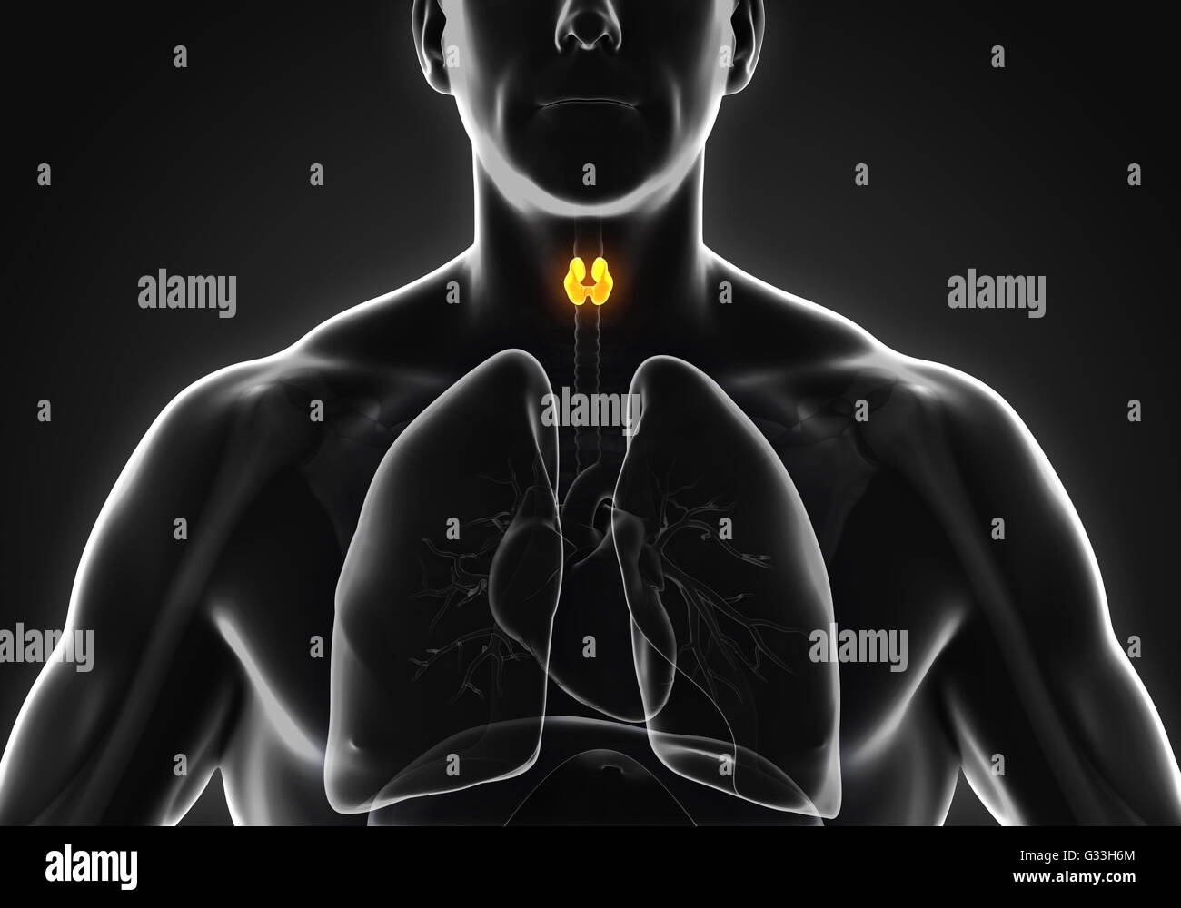 Les droits de l'anatomie de la glande thyroïde Banque D'Images