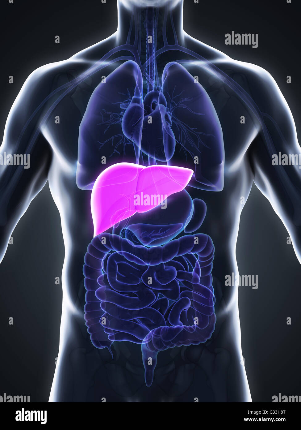 Anatomie du foie humain Banque D'Images