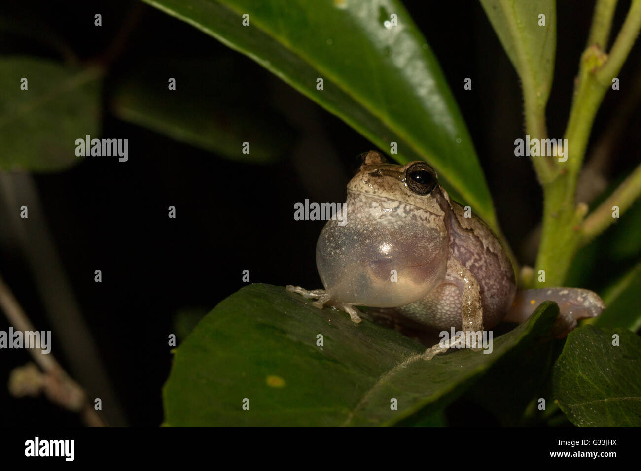 Rainette pinèdes appelez à partir d'un leaf - Hyla fémorale Banque D'Images