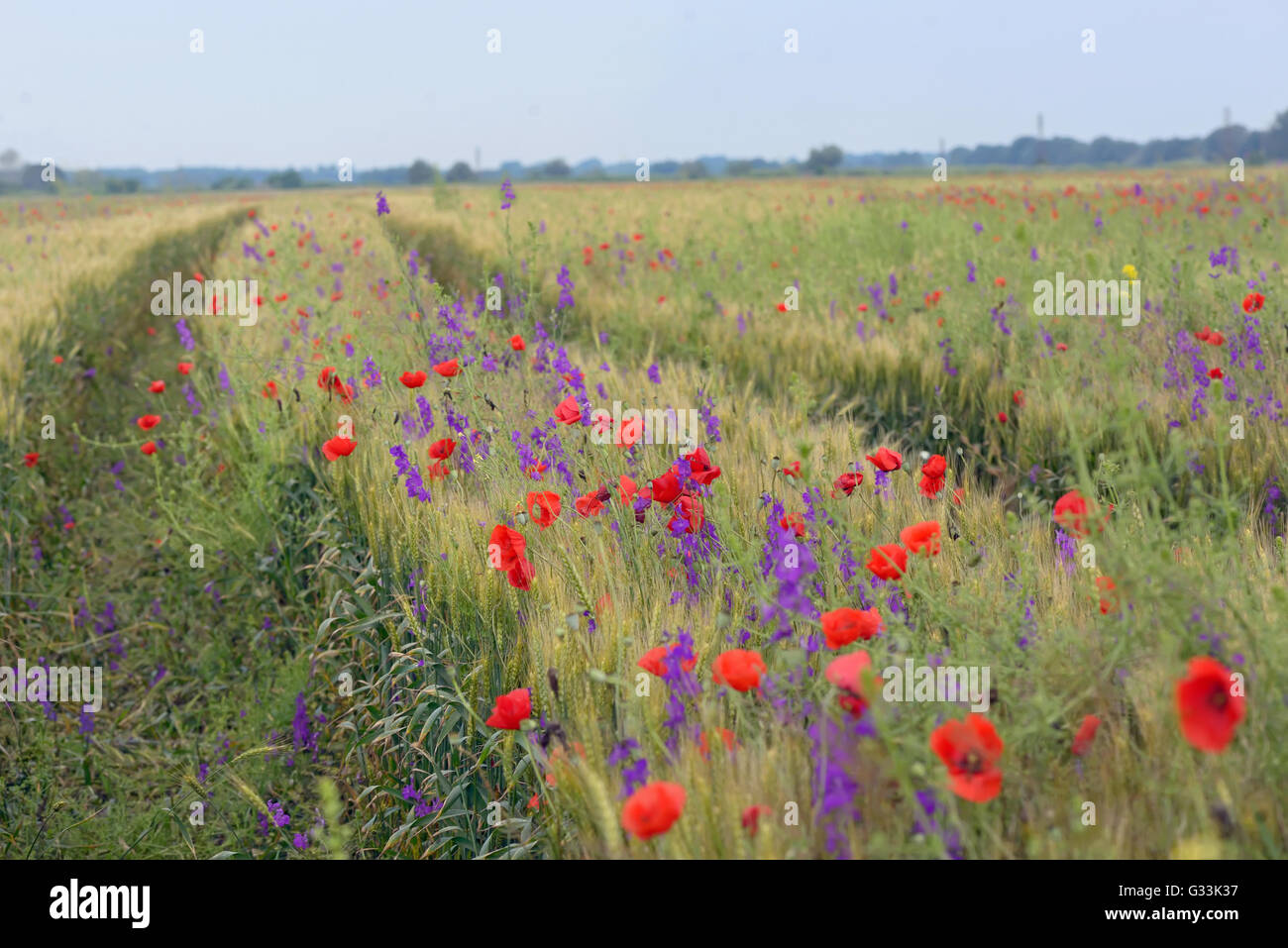Fleurs colorées sur terrain en été Banque D'Images