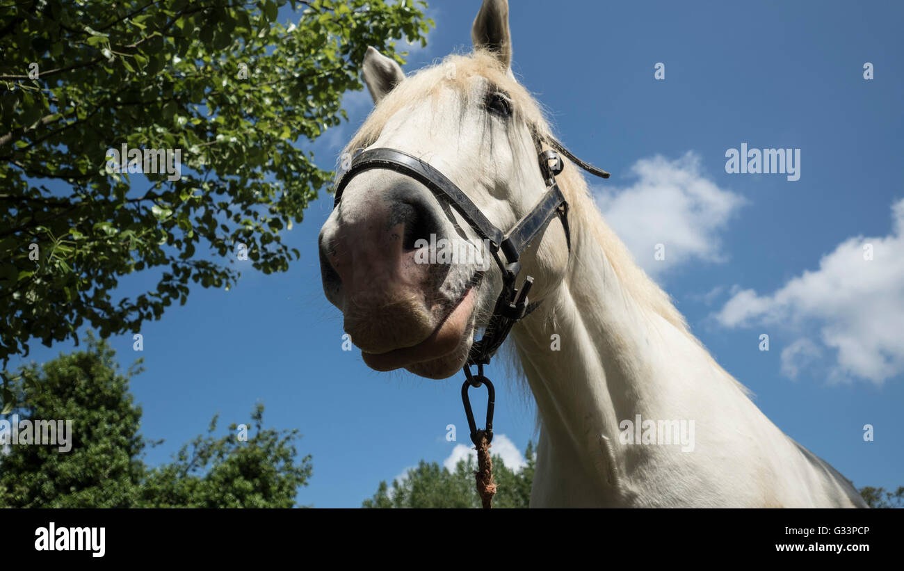 Appareil photo numérique Olympus cheval de trait Percheron blanc Banque D'Images