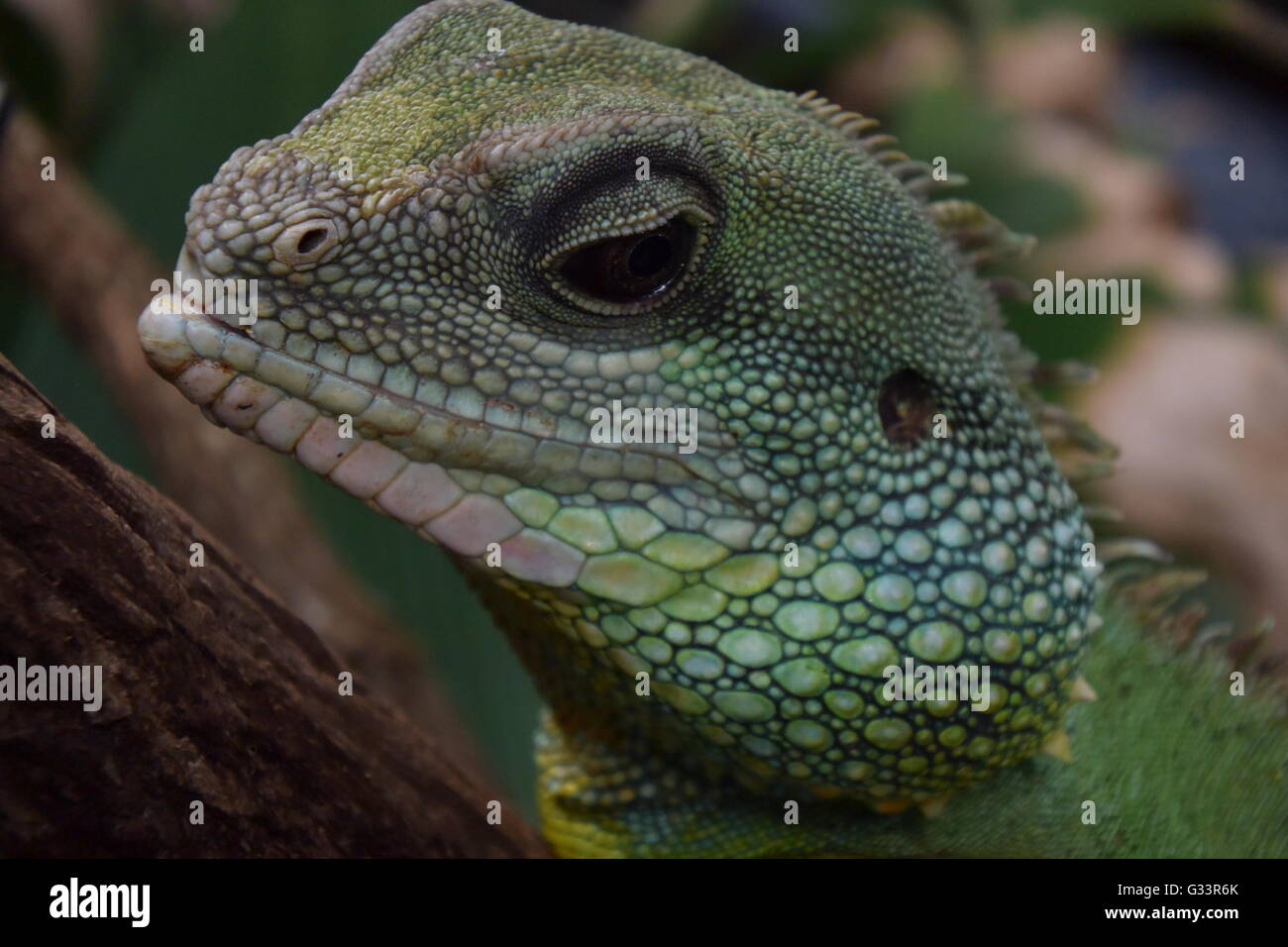 Iguane vert dans le Jardin botanique de Bonn, Allemagne Banque D'Images