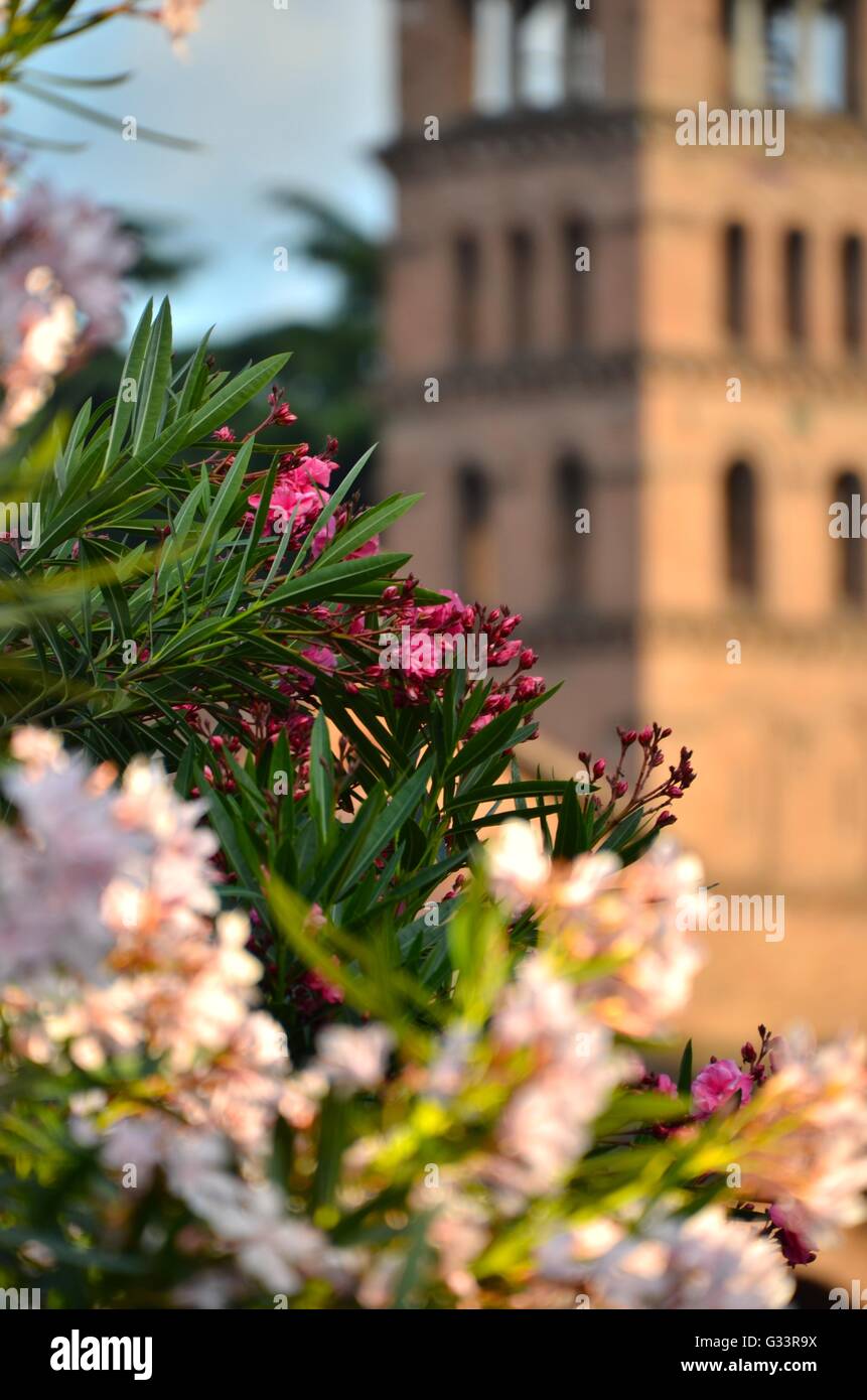 Des fleurs au temple de Portunus avec Basilica di Santa Maria in Cosmedin ou de Schola Graeca tour en arrière-plan Banque D'Images