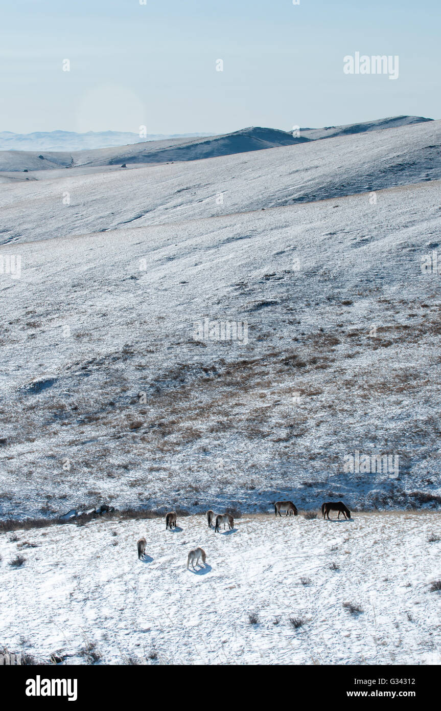 Un troupeau de chevaux de Przewalski (connue localement sous le nom de Takhi) circule dans le Parc National de Hustai, Mongolie, en hiver. Banque D'Images