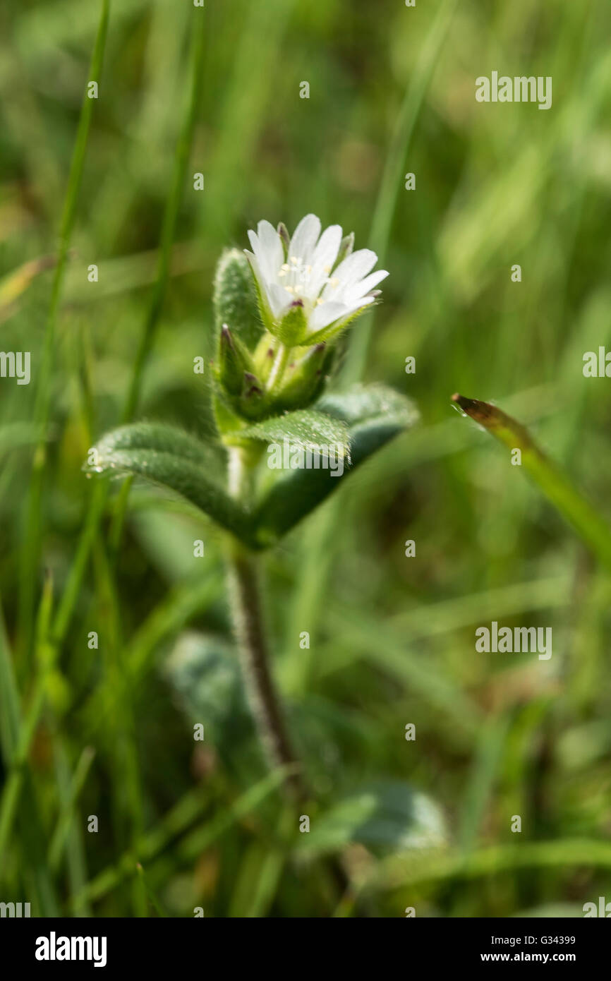 La Souris commune, Cerastium fontanum-auriculaire, grandissant dans une haie, Surrey, UK. Mai. Banque D'Images