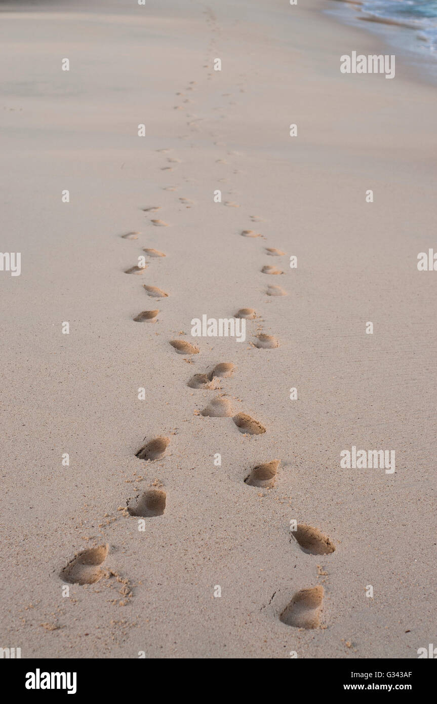 Des traces de pas dans le sable sur une plage d'Aruba. Banque D'Images