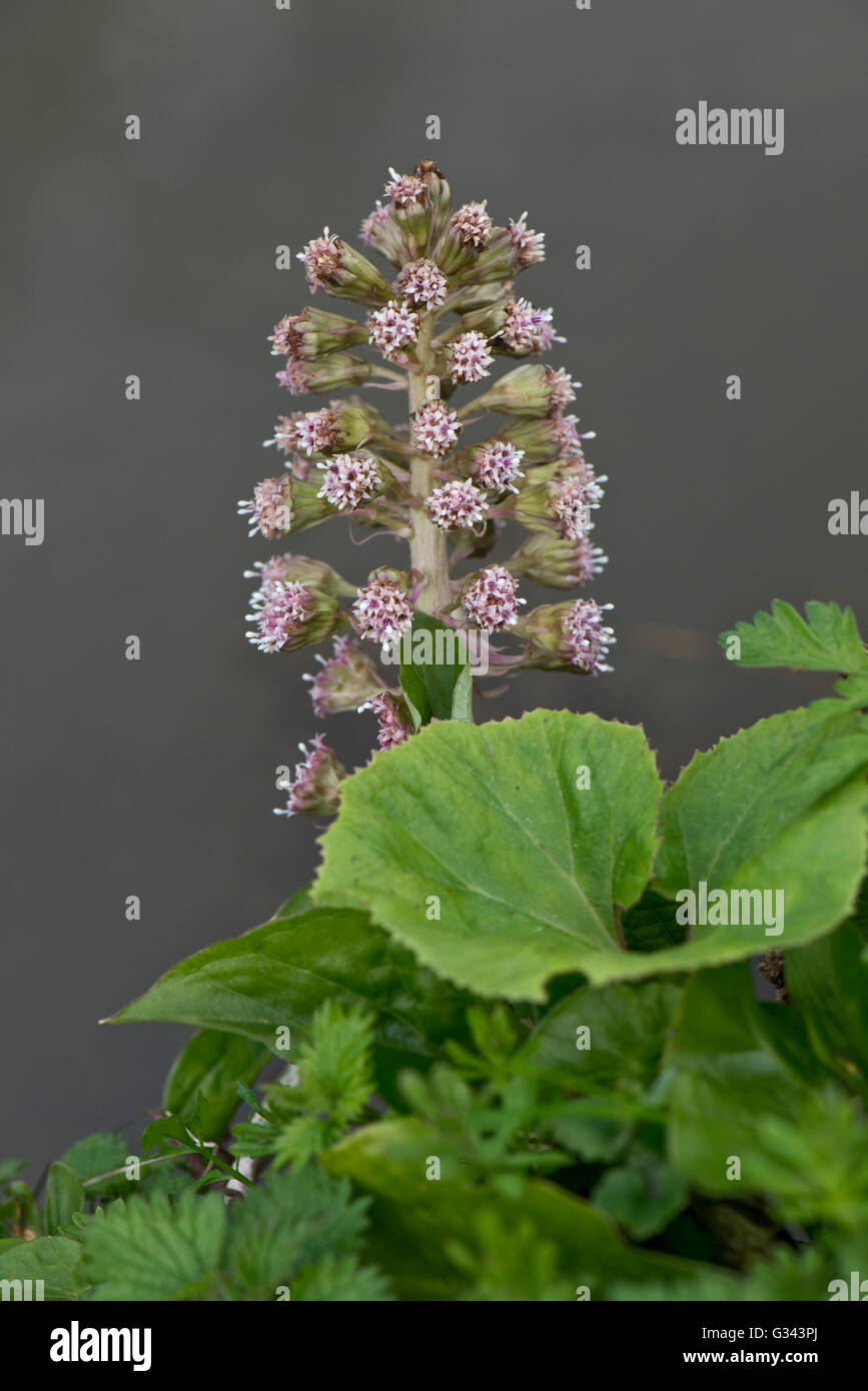 , Pétasite Petasites hybridus, la floraison sur les rives de la Kennet and Avon Canal, Avril Banque D'Images