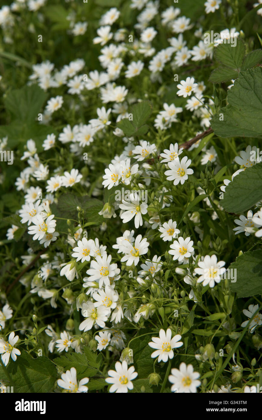 Des fleurs, Stellaria holostea stellaire, par une haie sur Hungerford au printemps commune, Mai Banque D'Images