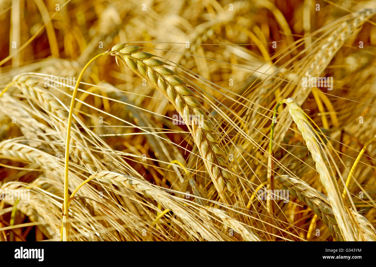 Seul épi de blé GROWING IN FIELD Banque D'Images
