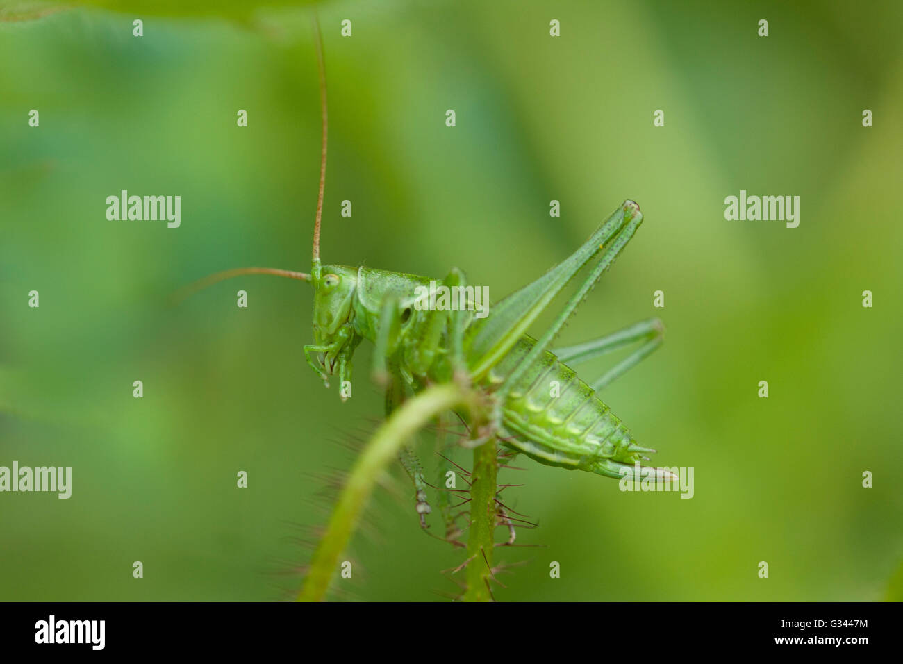 Grand Grand Green Bush cricket Banque D'Images