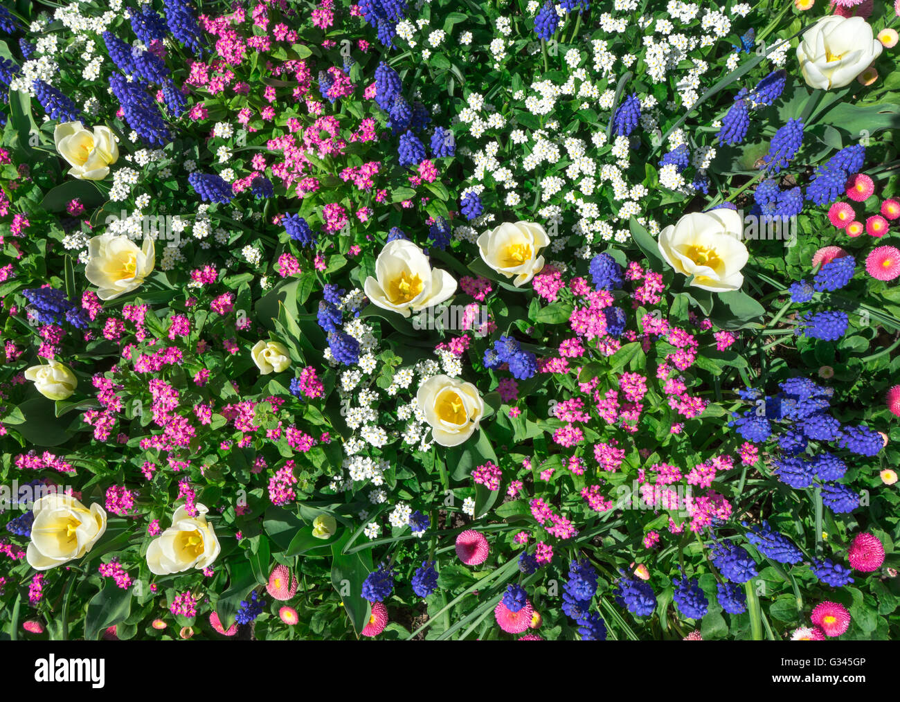 Lit de fleurs colorées au printemps Banque D'Images