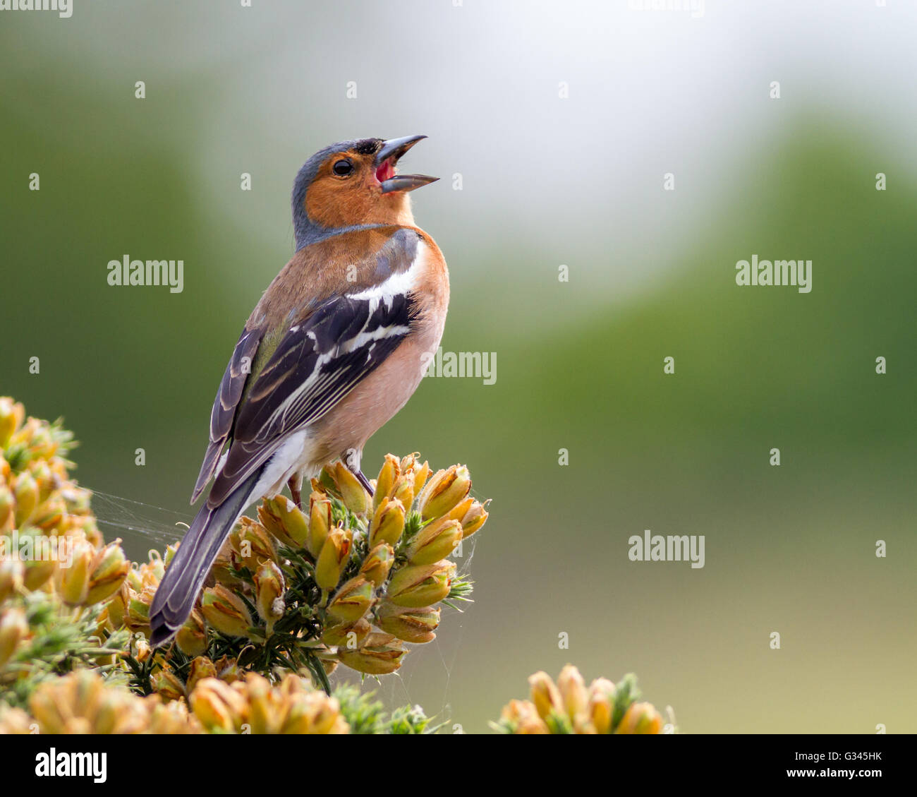 Chaffinch mâle chantant dans les ajoncs, Yorkshire, UK Banque D'Images