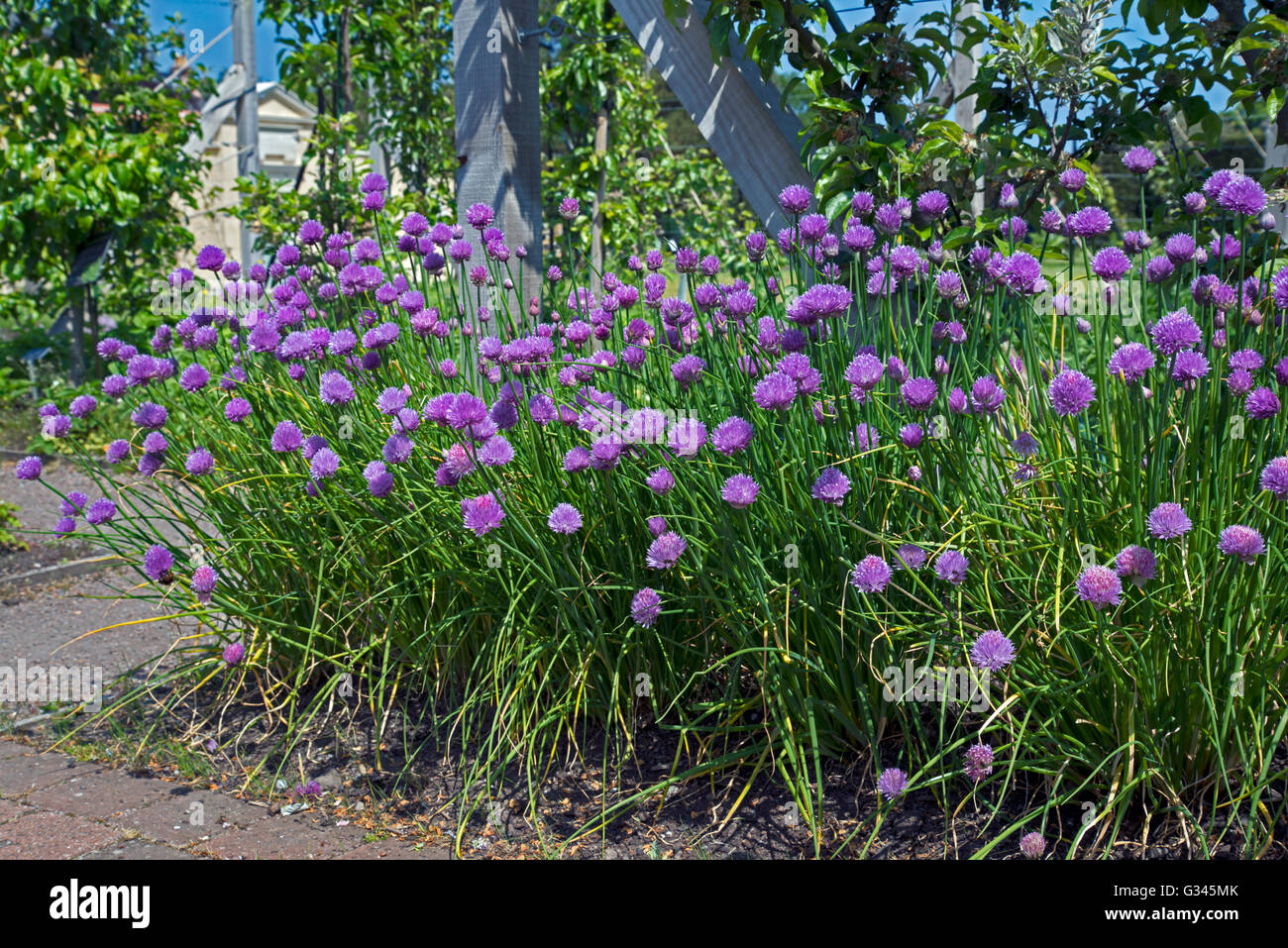 Ciboulette, Allium schoenoprasum, en fleurs. Banque D'Images