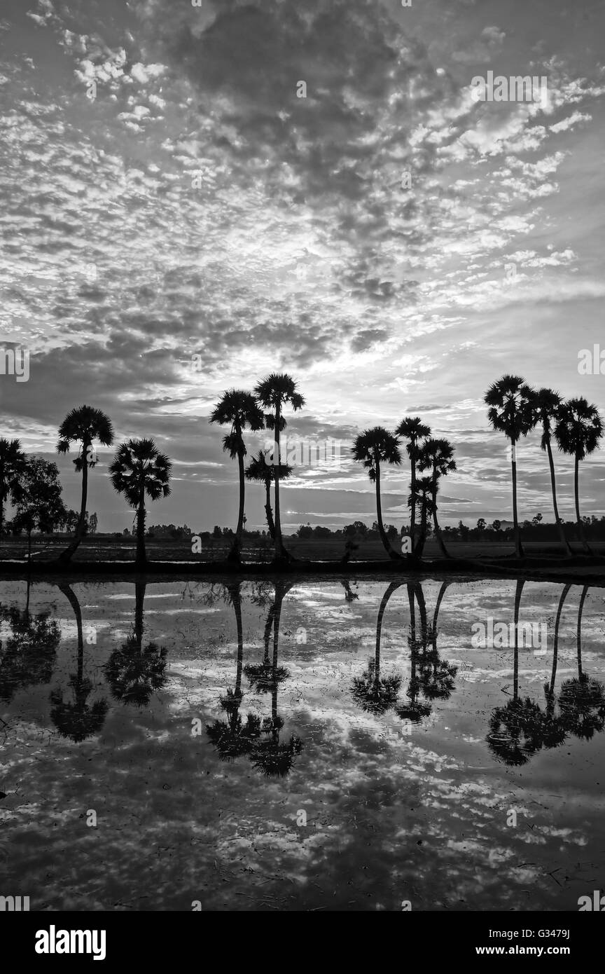 Beau paysage de la nature avec des nuages, la rangée de palmiers en silhouette refléter sur l'eau de surface de la rivière Banque D'Images