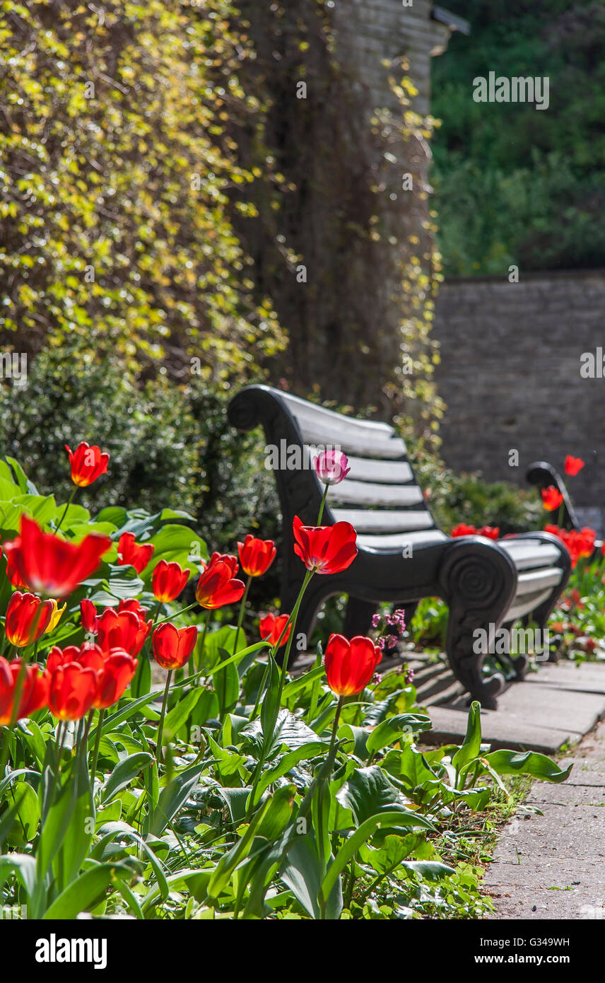 Banc et tulipes rouges dans le parc Banque D'Images