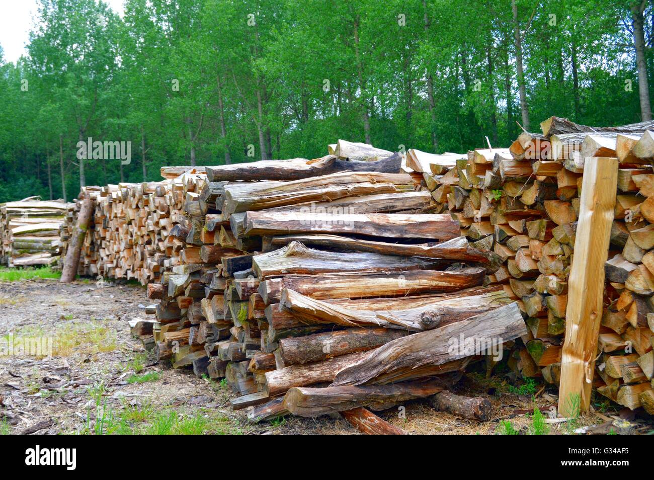 Tas de bois de chêne couper et diviser dans un mètre. Banque D'Images