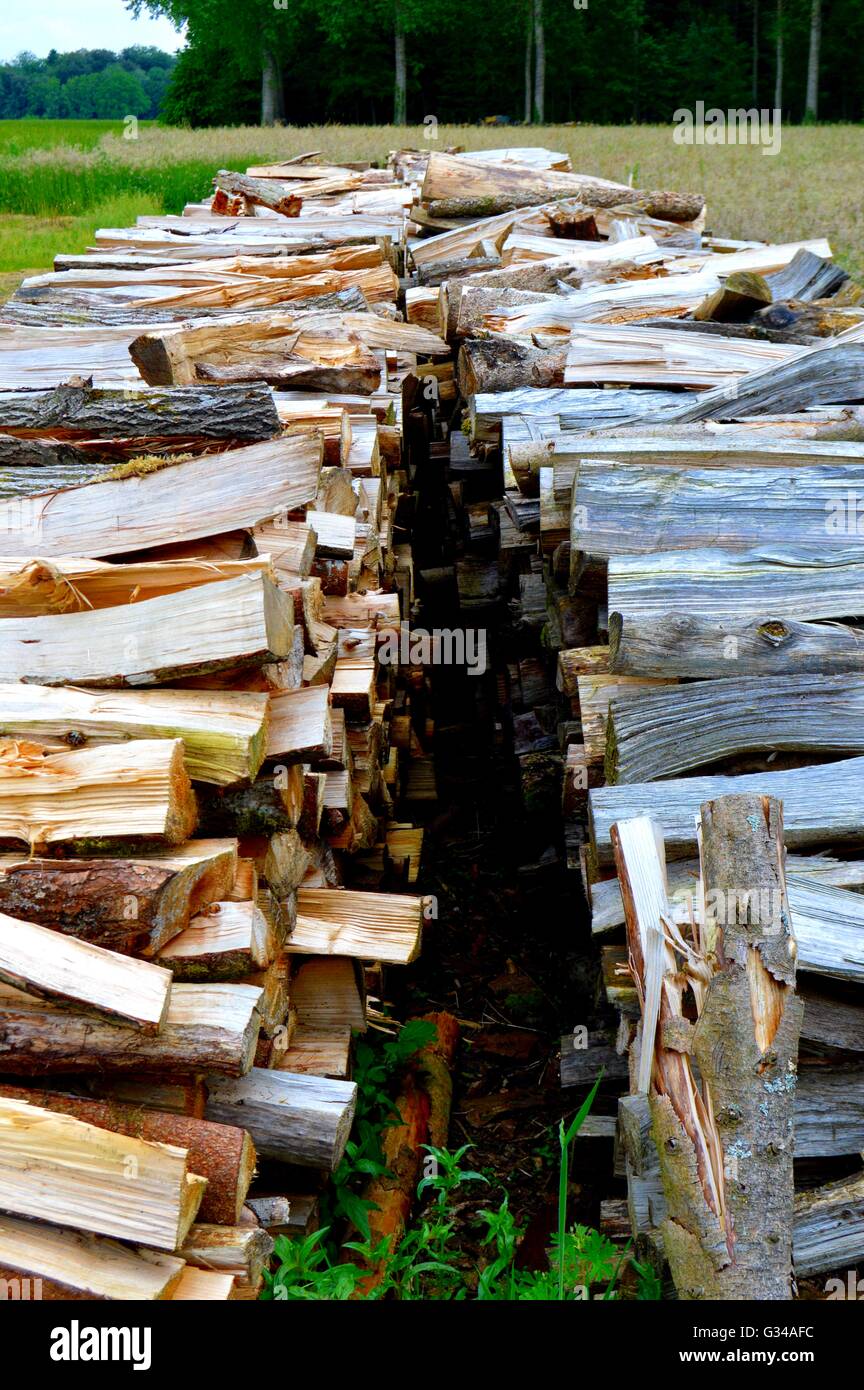 Tas de bois de chêne couper et diviser dans un mètre. Banque D'Images