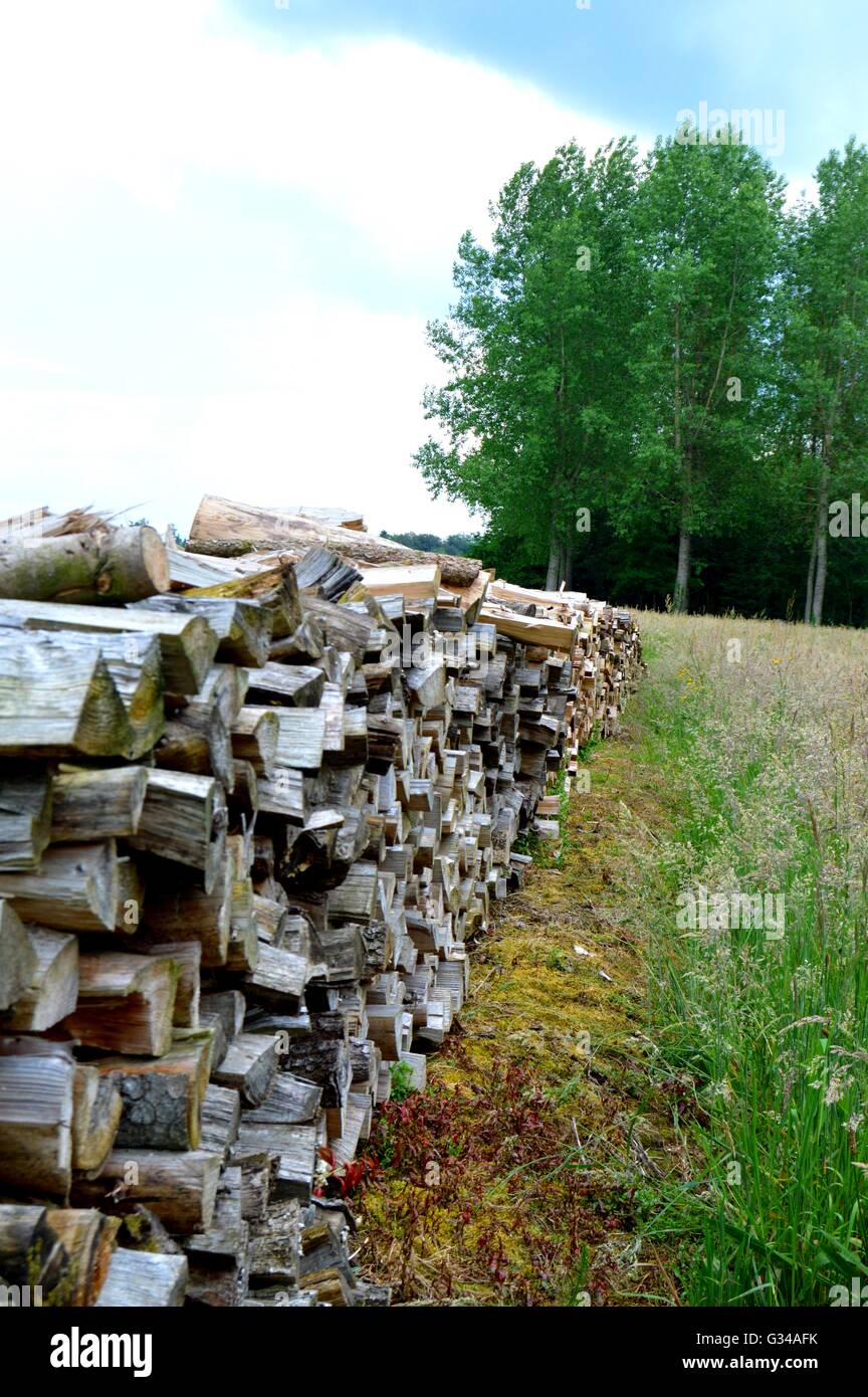Tas de bois de chêne couper et diviser dans un mètre. Banque D'Images