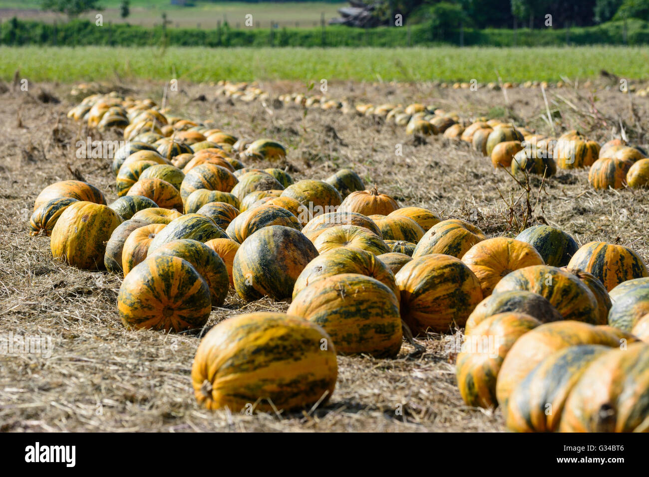 Pumpkins tendu pour la récolte, l'Autriche, Styrie, Carinthie, Südwest-Steiermark Söding-Sankt, Johann Banque D'Images