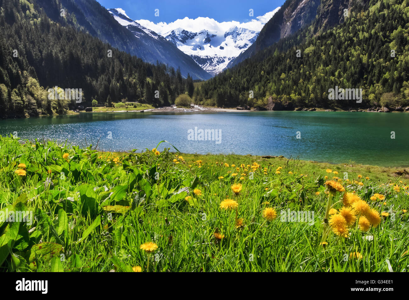 Paysage de montagne idyllique dans les Alpes au printemps avec fleurs et lac de montagne. Stilluptal, Autriche, Tirol. Banque D'Images