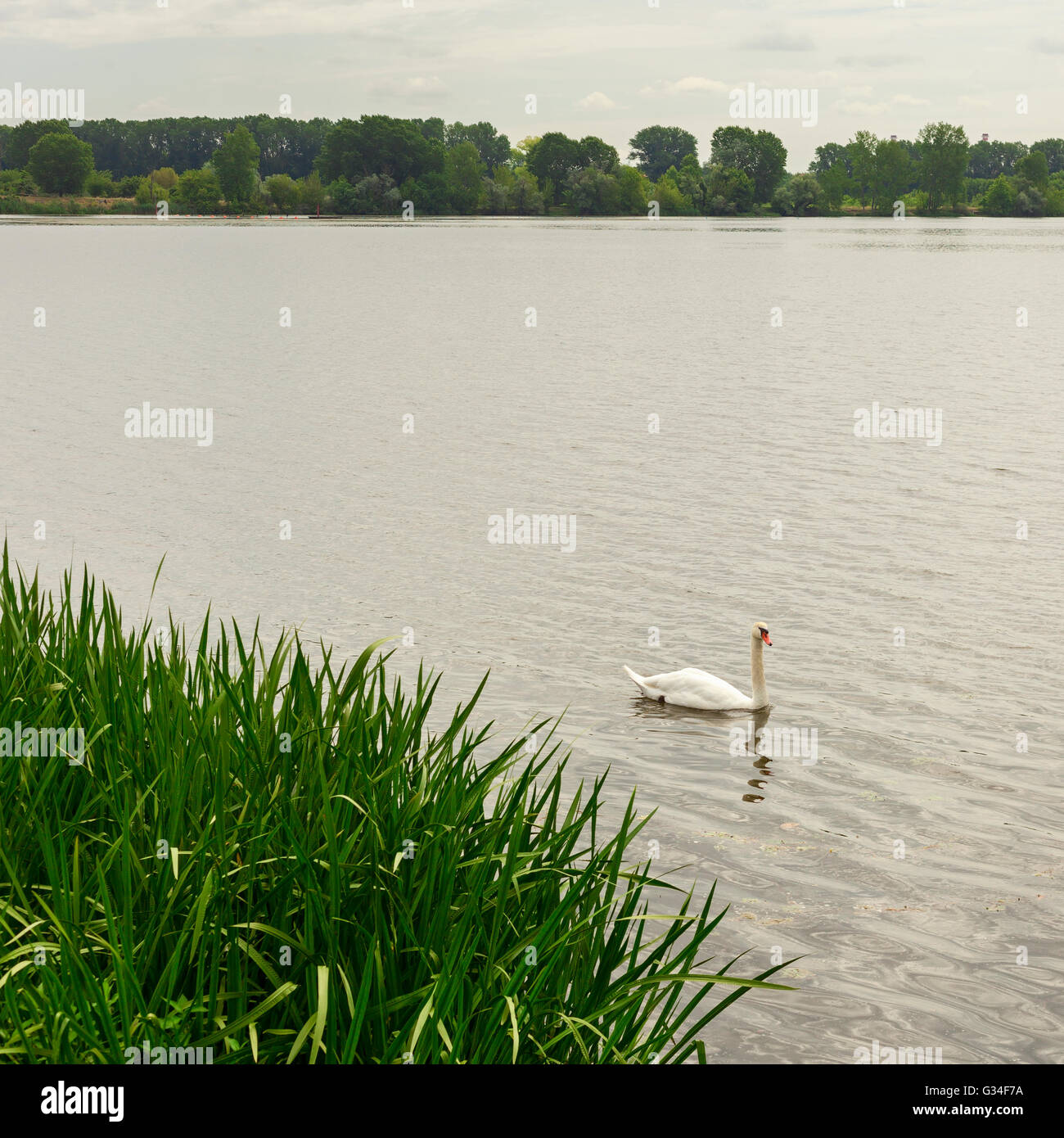 Magnifique swan sur mantoue lake Banque D'Images