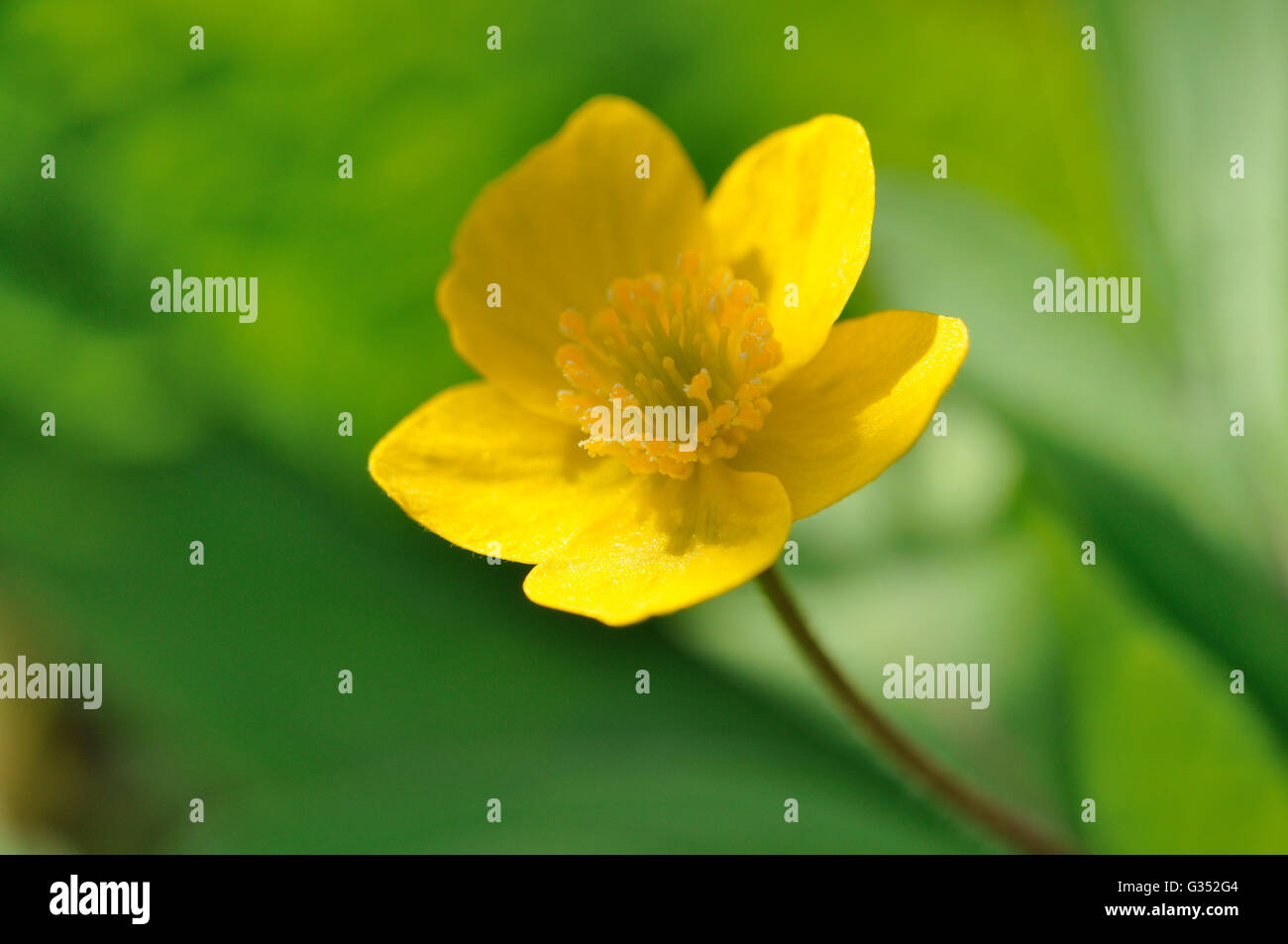 Renoncule jaune anémone des bois ou anemone (Anemone ranunculoides), la floraison, la Rhénanie du Nord-Westphalie, Allemagne Banque D'Images