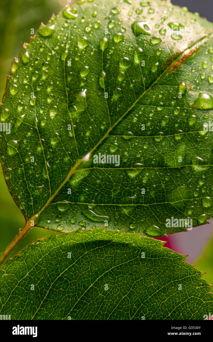 Image Macro de gouttes d'eau sur une feuille de rose. Banque D'Images