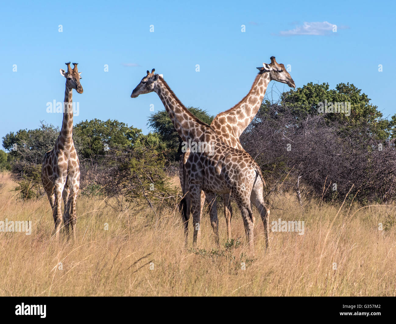 Girafe d'Afrique du Sud dans le parc national de Hwange au Zimbabwe Banque D'Images