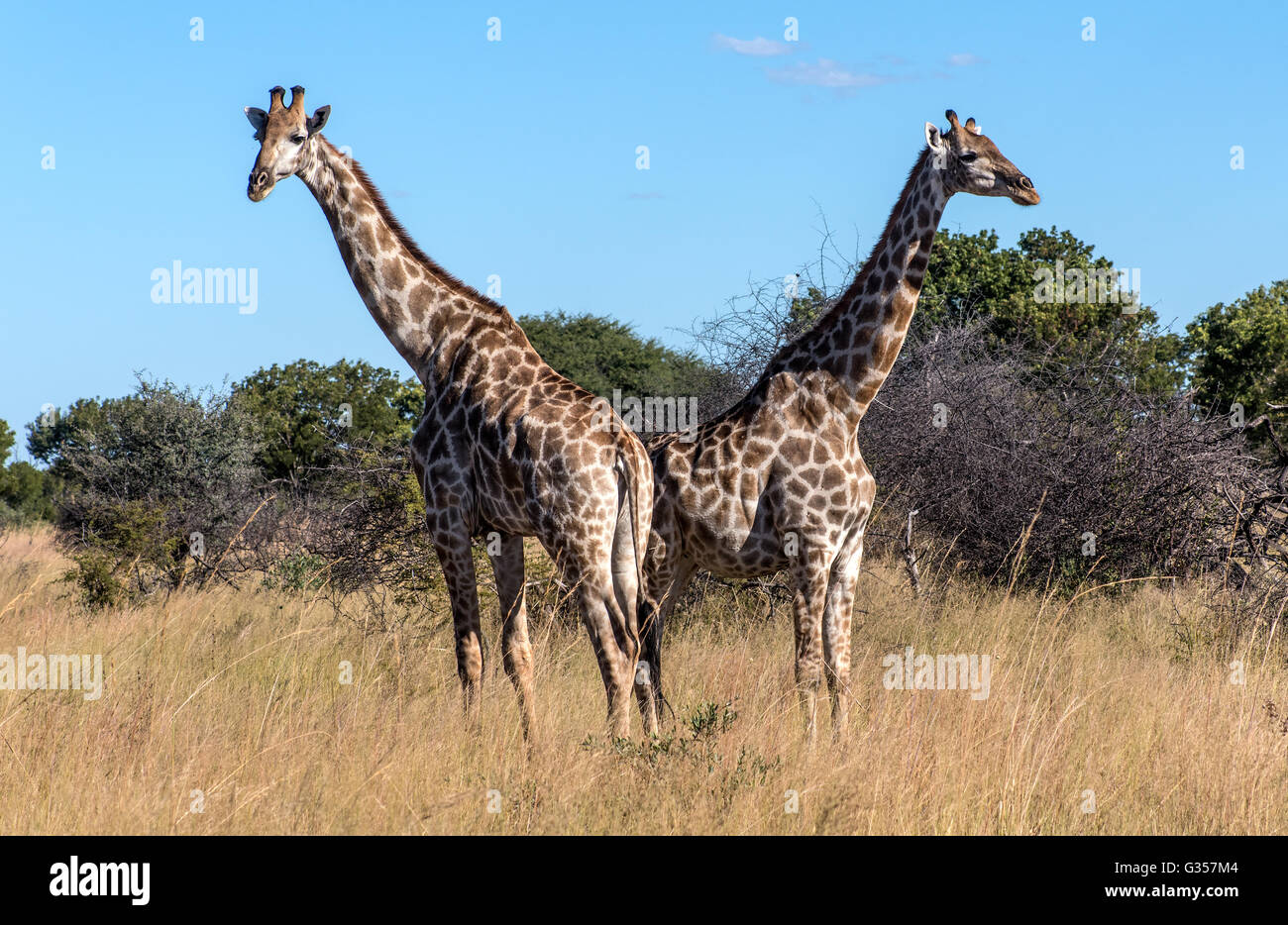 Girafe d'Afrique du Sud dans le parc national de Hwange au Zimbabwe Banque D'Images