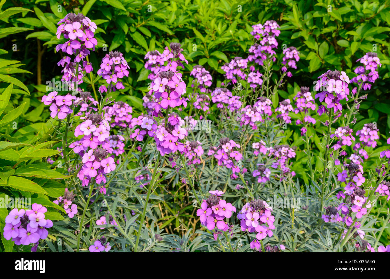 L'Erysimum Bowles vivace Mauve Giroflée (Erysimum linifolium glaucum) croissant en début de l'été dans le West Sussex, Angleterre, Royaume-Uni. Banque D'Images